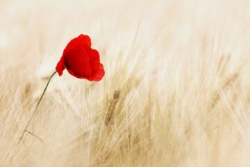 flower, poppy, field-100263.jpg