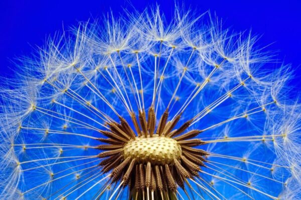 nature, dandelion, macro-3092555.jpg
