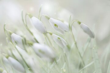 snowdrop, early bloomer, spring flower-4875870.jpg