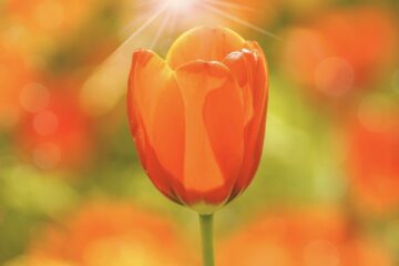 tulips, blossoms, spring-4146679.jpg